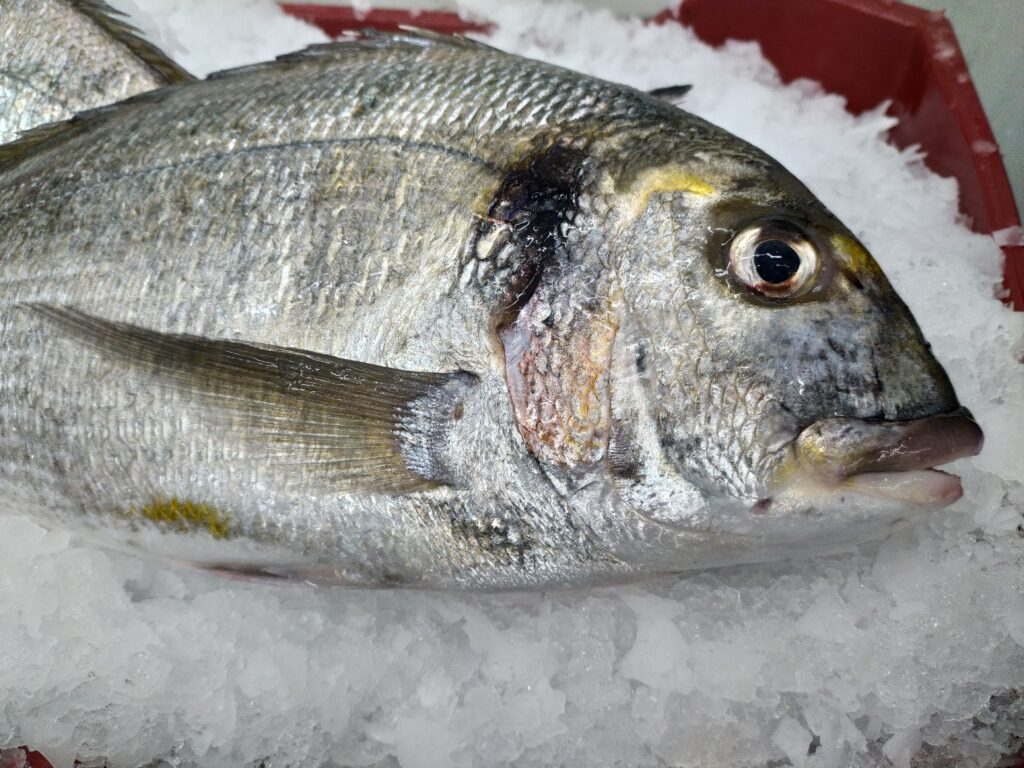 Sea Bream