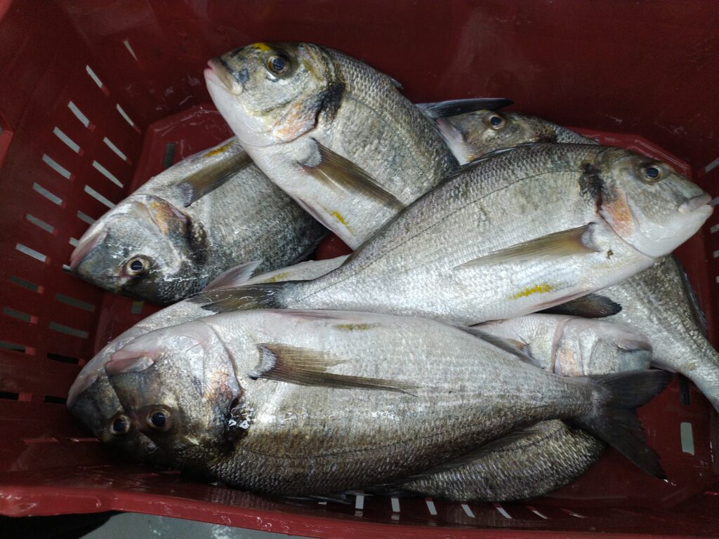 Sea Bream