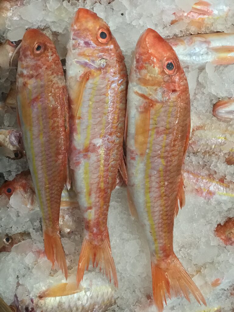 Red Mullet