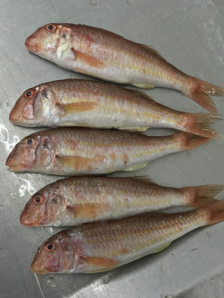 Red Mullet